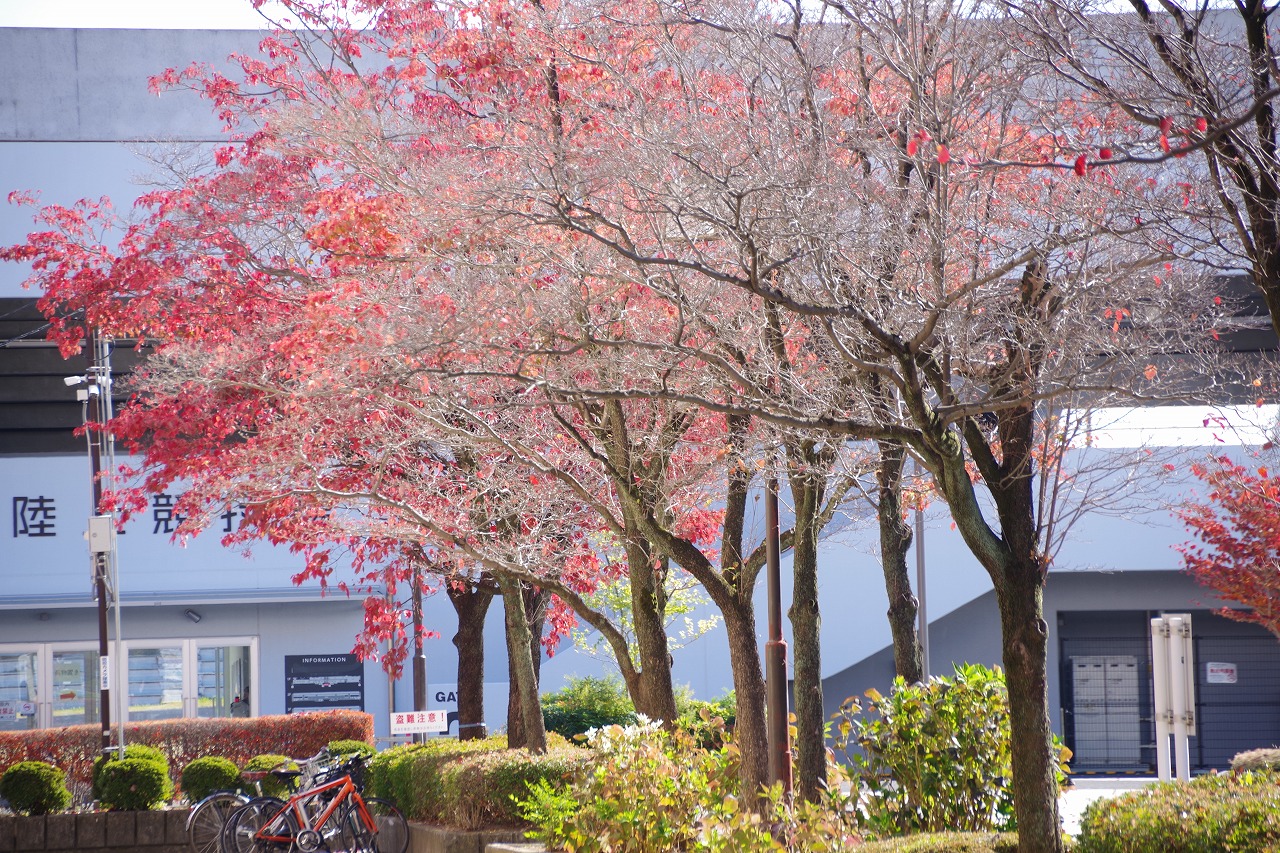 群馬県太田市の太田市運動公園の紅葉