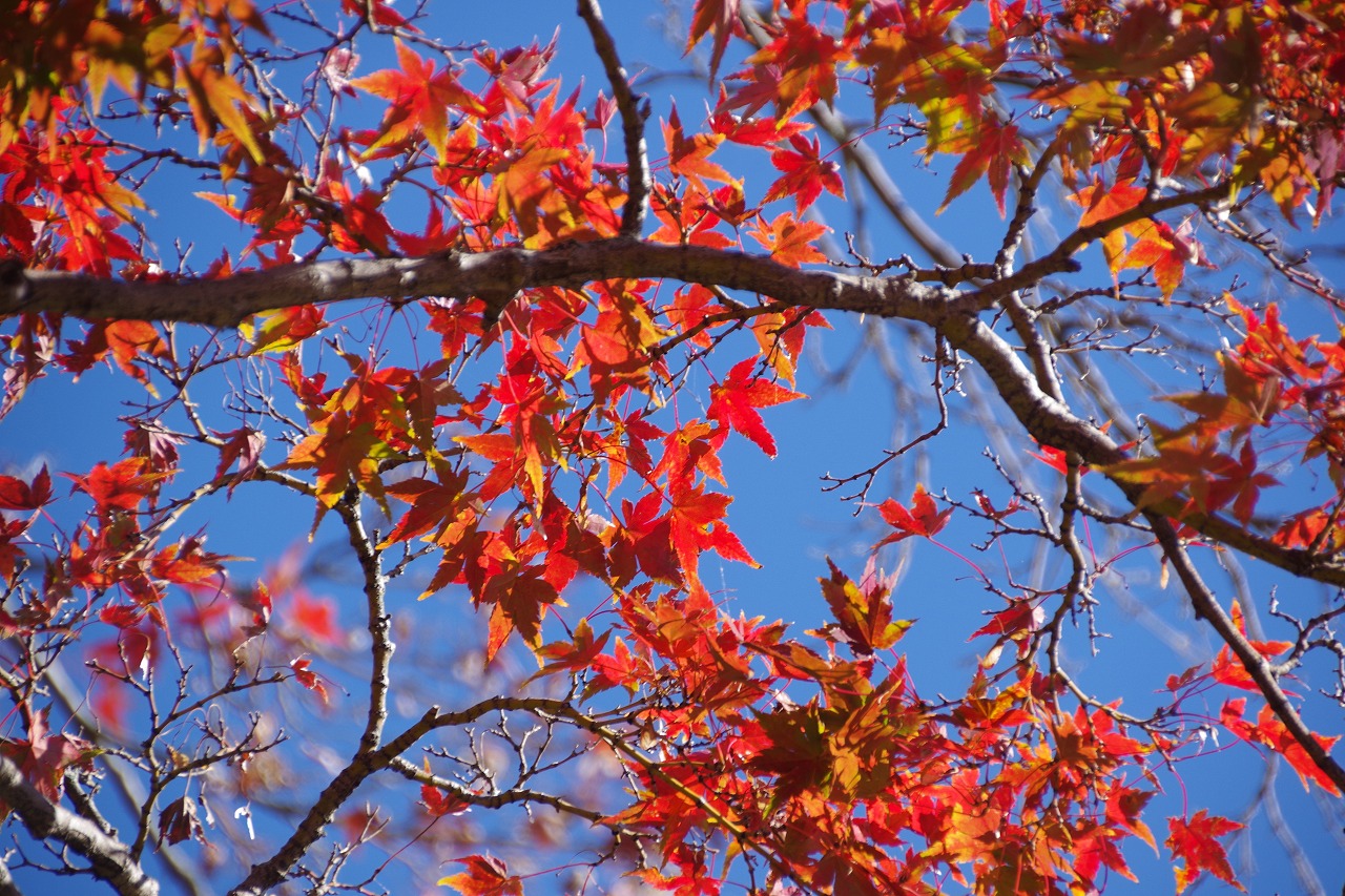群馬県太田市の太田市運動公園の紅葉