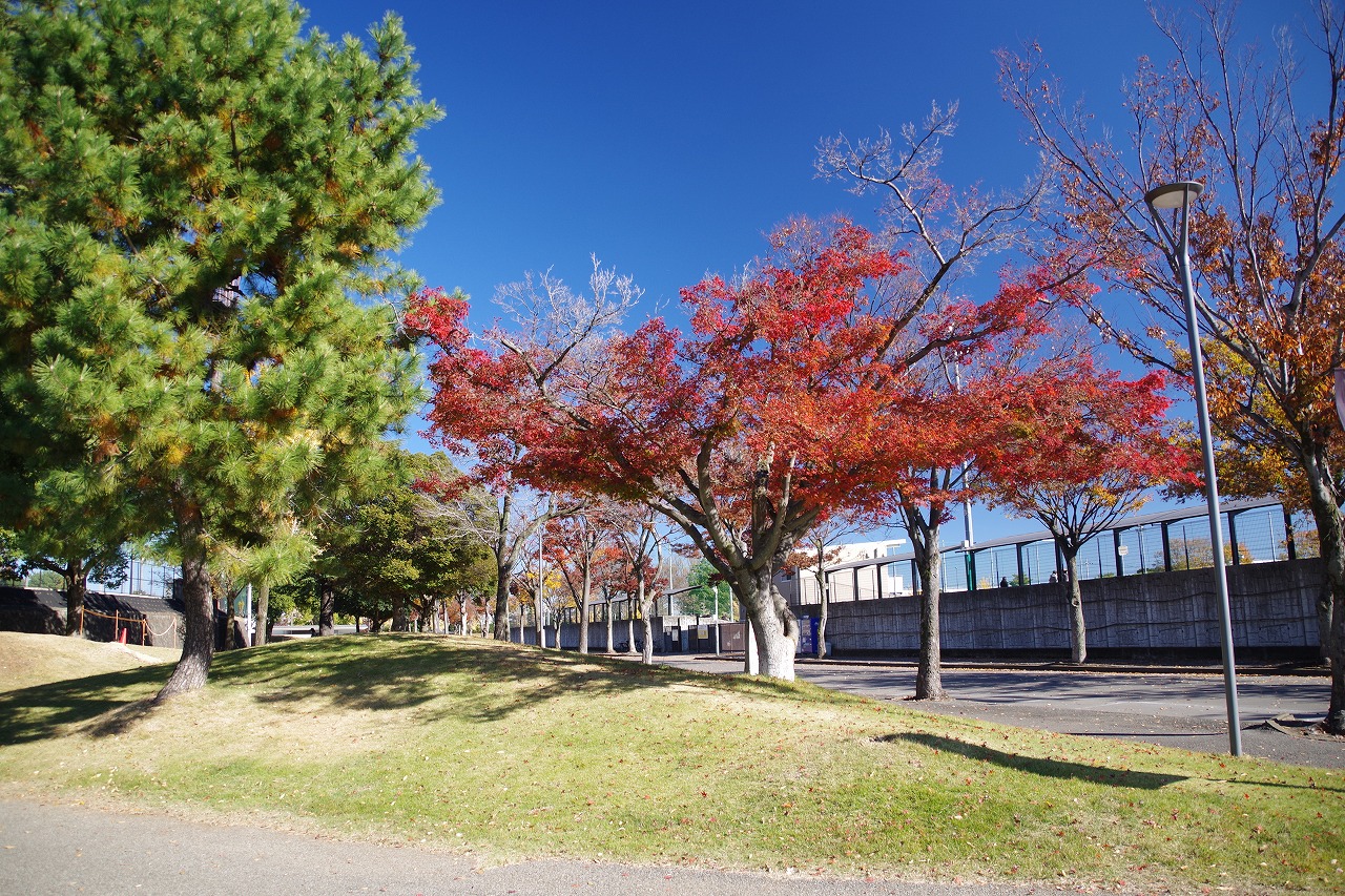 群馬県太田市の太田市運動公園の紅葉