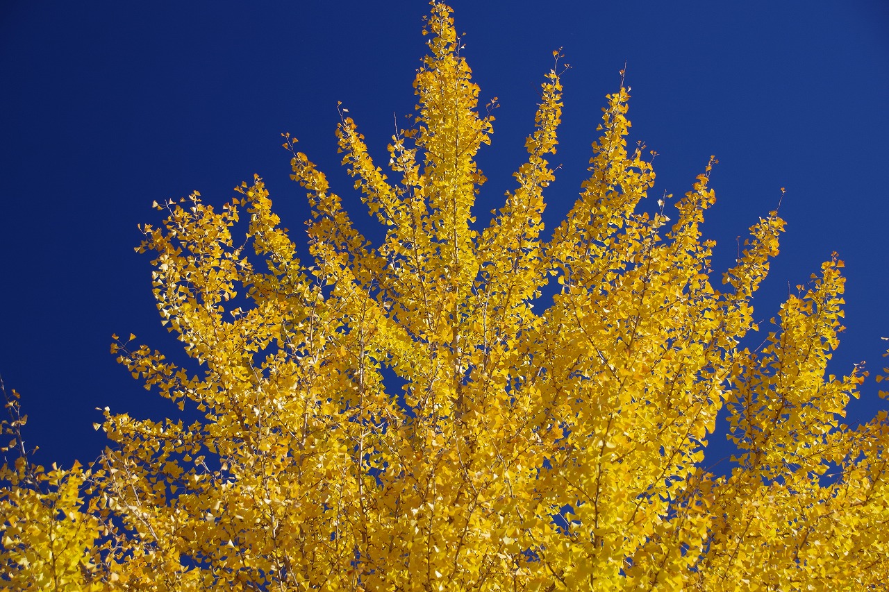 群馬県太田市の太田市運動公園の紅葉