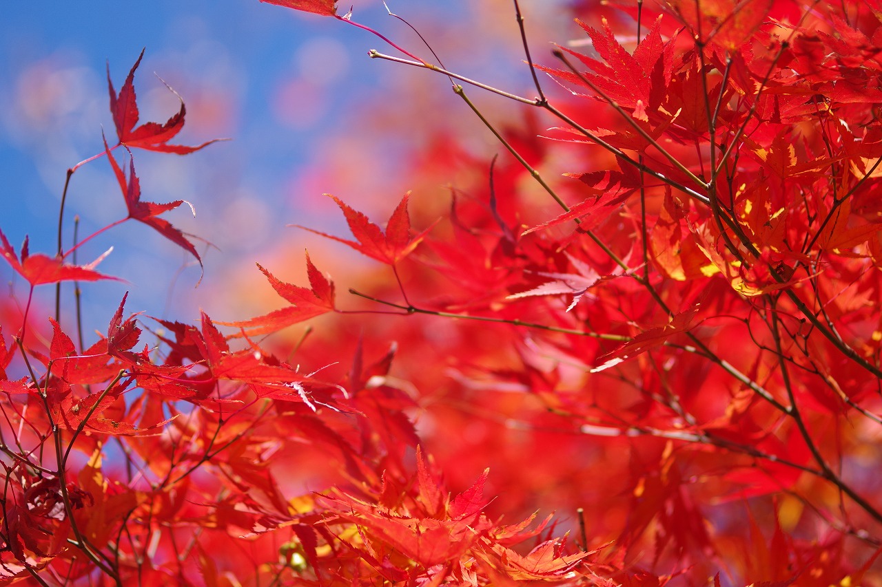 栃木県足利市のあしかがフラワーパークの花々