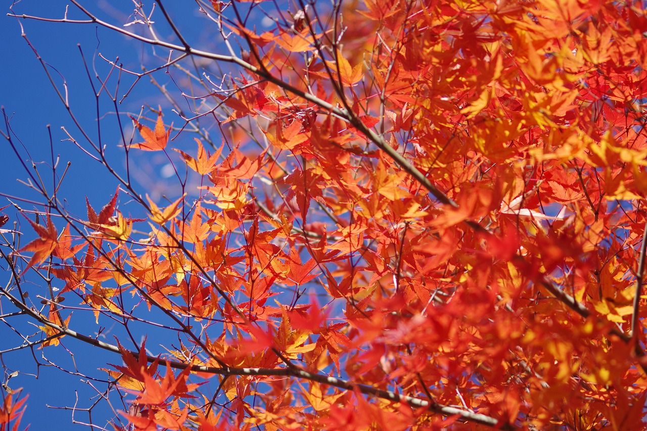 栃木県足利市のあしかがフラワーパークの花々