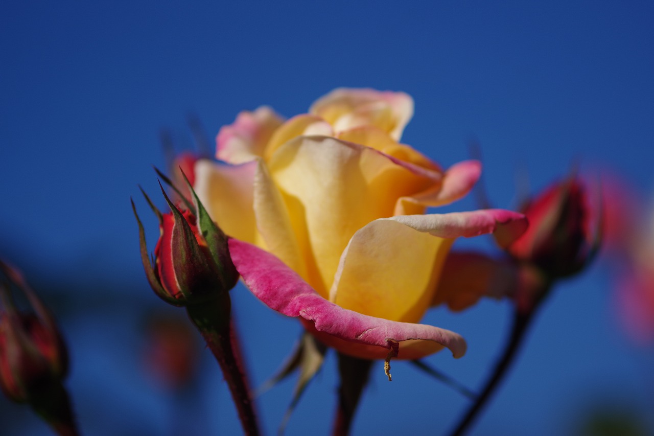 栃木県足利市のあしかがフラワーパークの花々