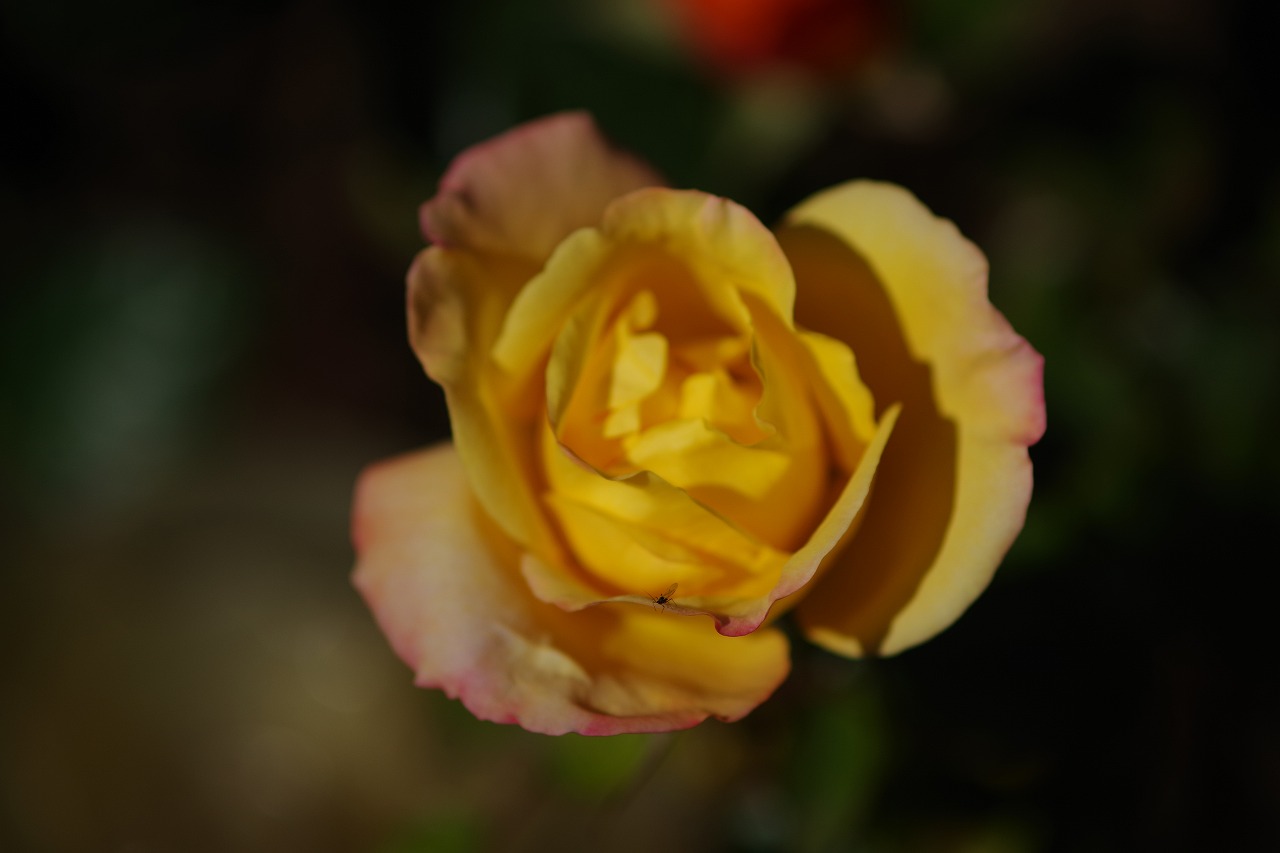 栃木県足利市のあしかがフラワーパークの花々