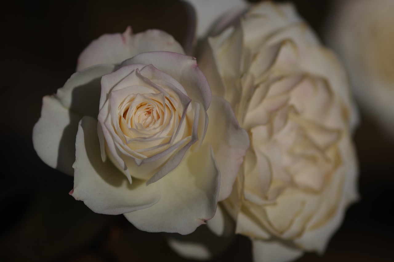 栃木県足利市のあしかがフラワーパークの花々