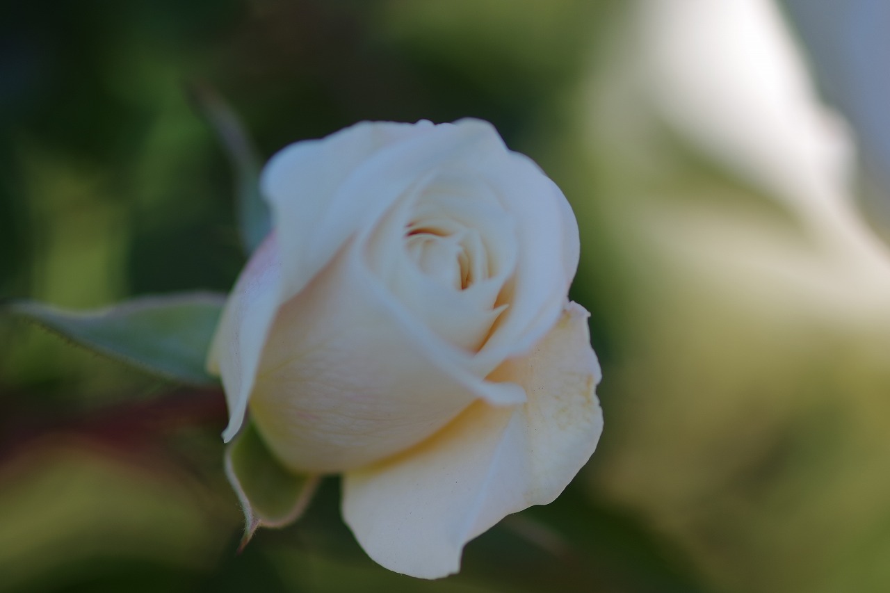 栃木県足利市のあしかがフラワーパークの花々