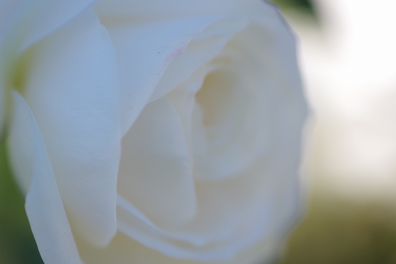栃木県足利市のあしかがフラワーパークの花々