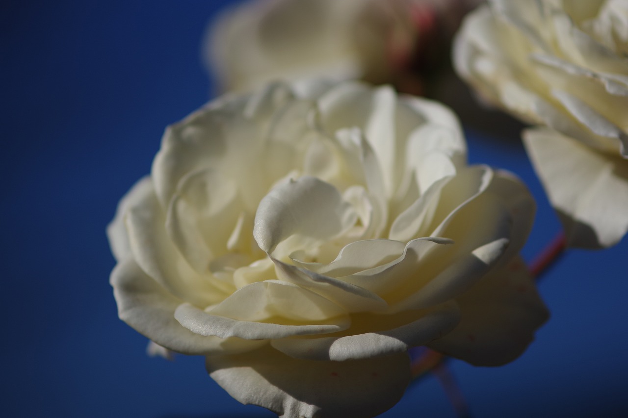 栃木県足利市のあしかがフラワーパークの花々