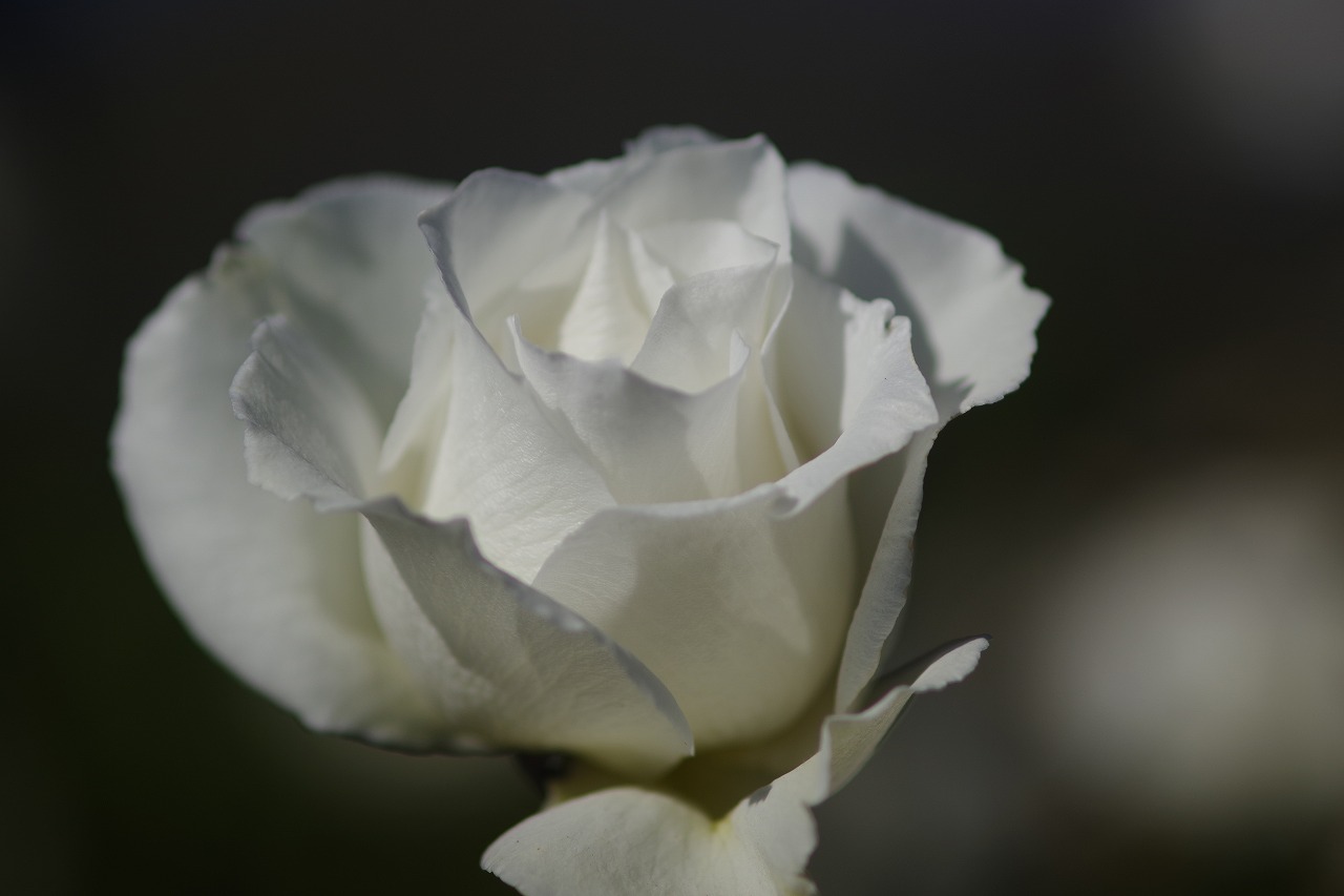 栃木県足利市のあしかがフラワーパークの花々