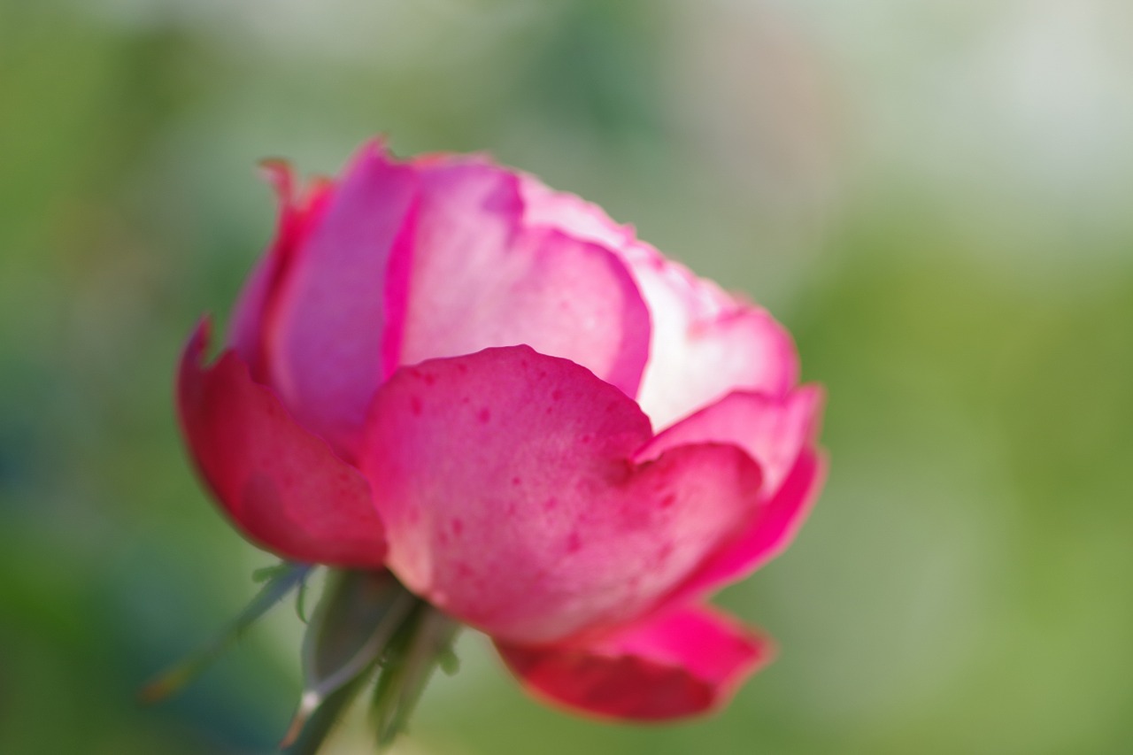 栃木県足利市のあしかがフラワーパークの花々