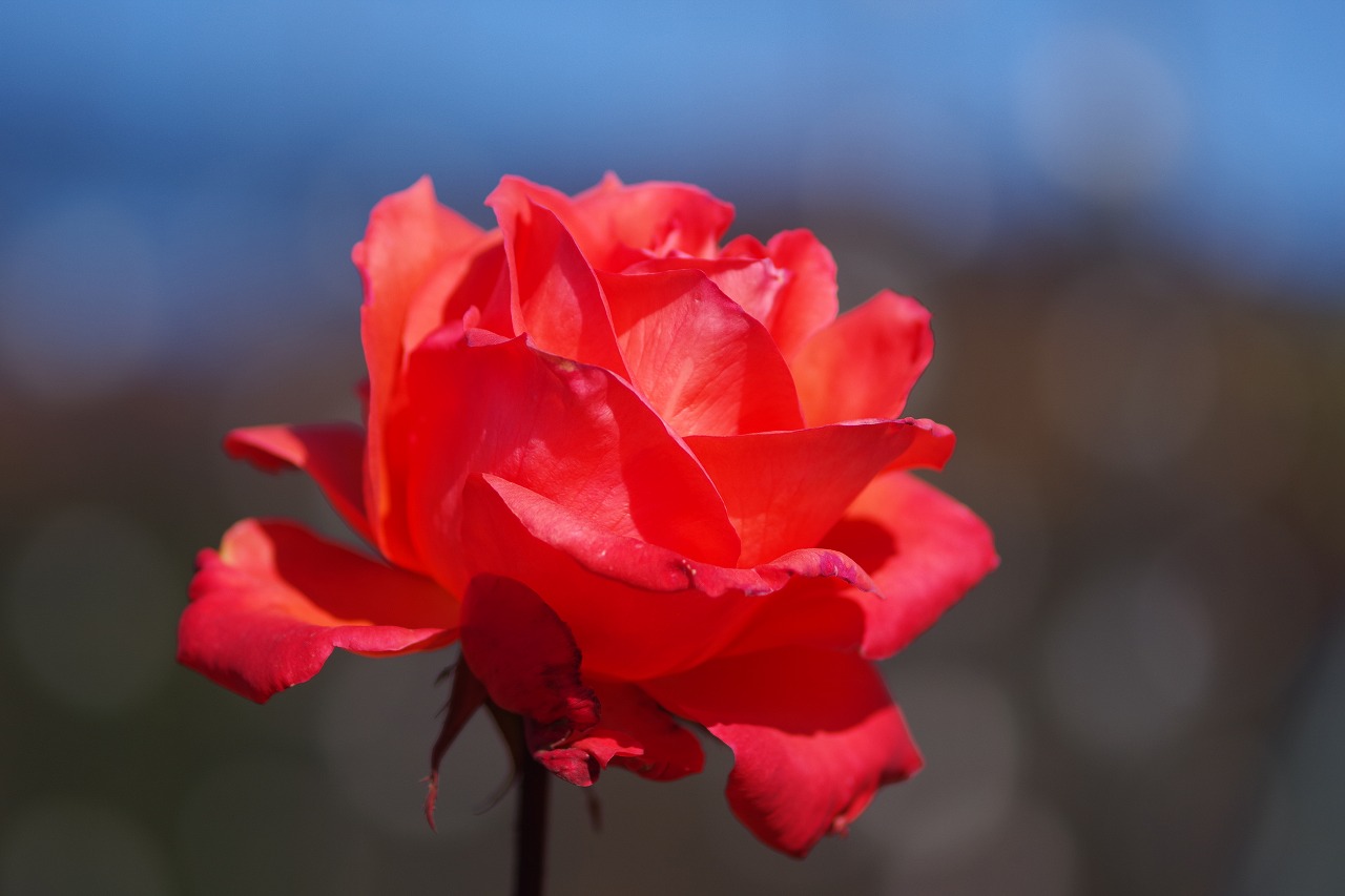 栃木県足利市のあしかがフラワーパークの花々