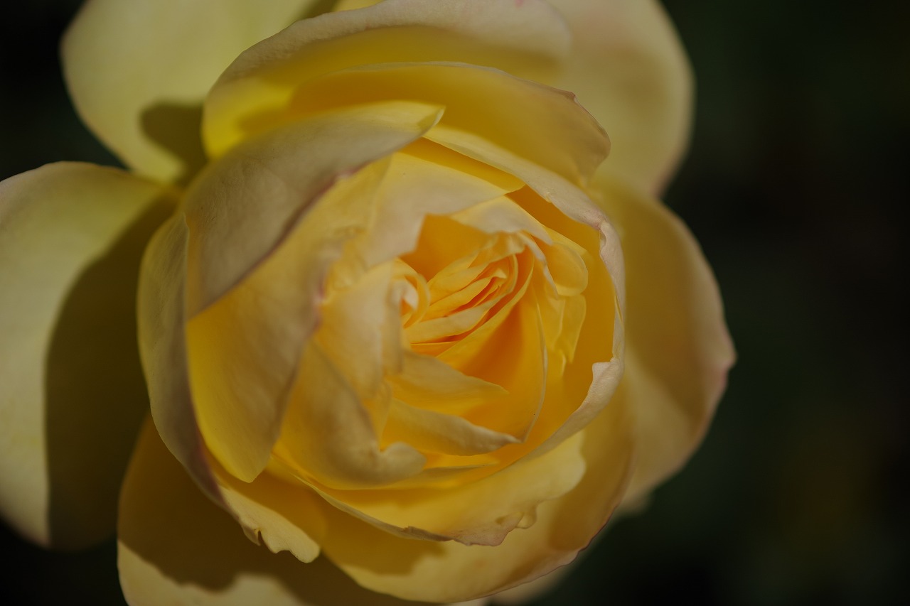 栃木県足利市のあしかがフラワーパークの花々