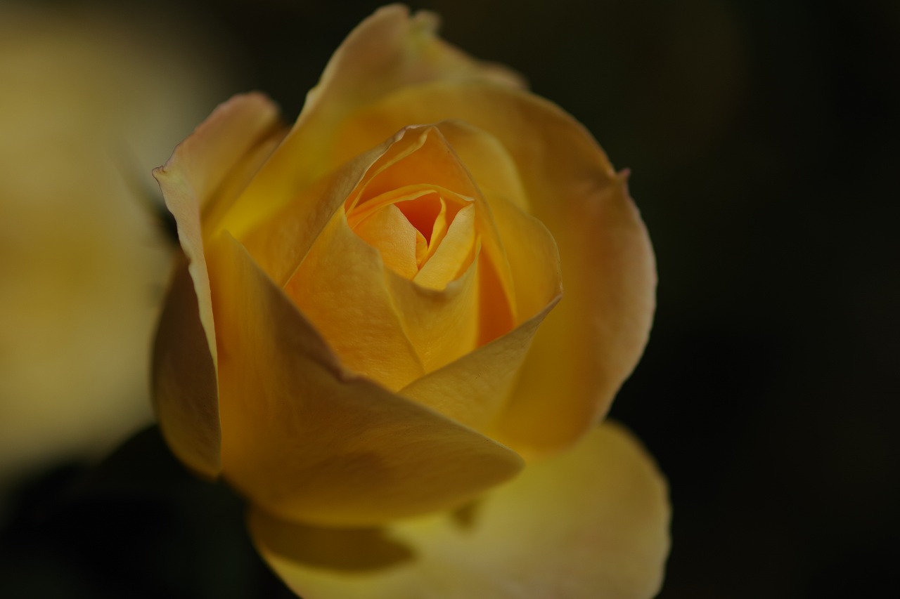 栃木県足利市のあしかがフラワーパークの花々
