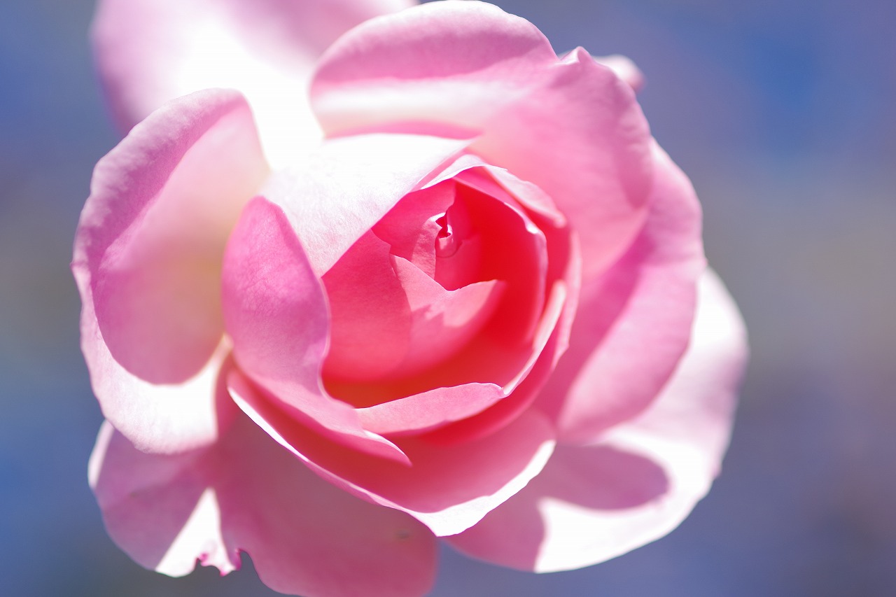 栃木県足利市のあしかがフラワーパークの花々