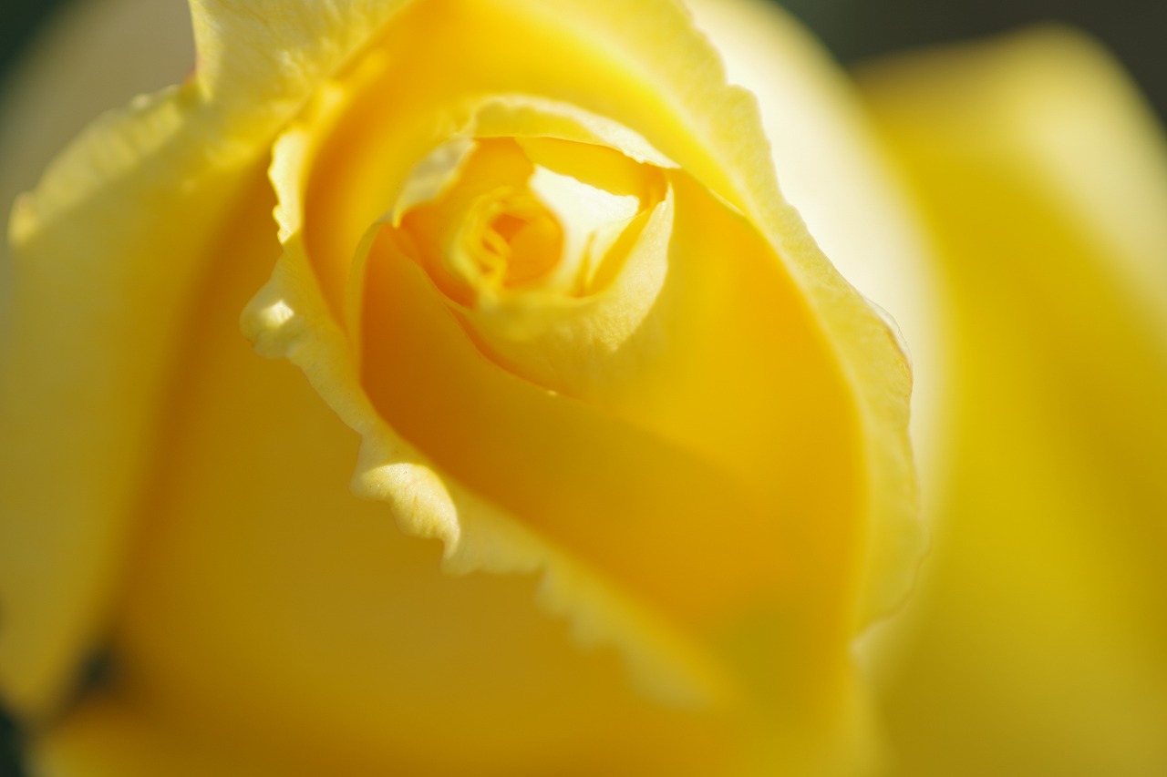 栃木県足利市のあしかがフラワーパークの花々