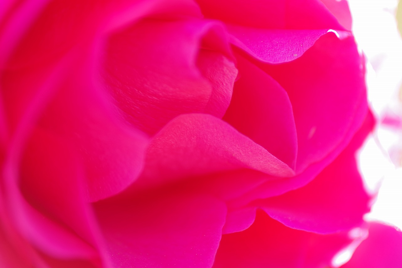 栃木県足利市のあしかがフラワーパークの花々