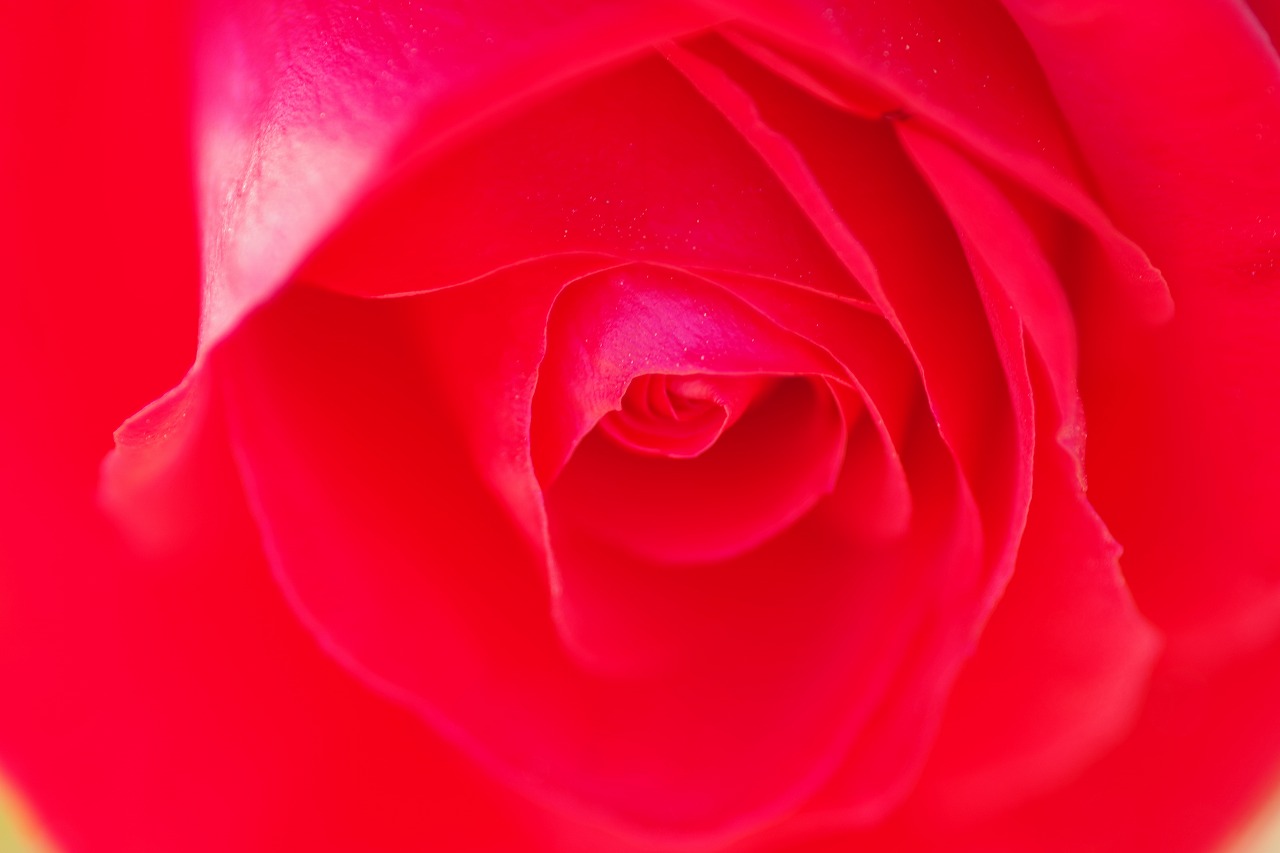 栃木県足利市のあしかがフラワーパークの花々