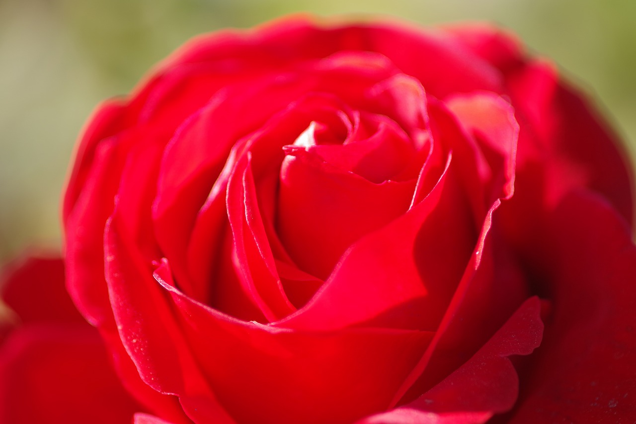 栃木県足利市のあしかがフラワーパークの花々