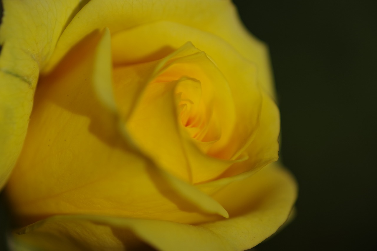栃木県足利市のあしかがフラワーパークの花々