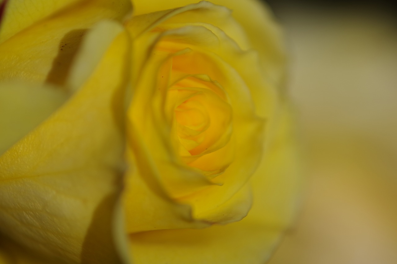 栃木県足利市のあしかがフラワーパークの花々