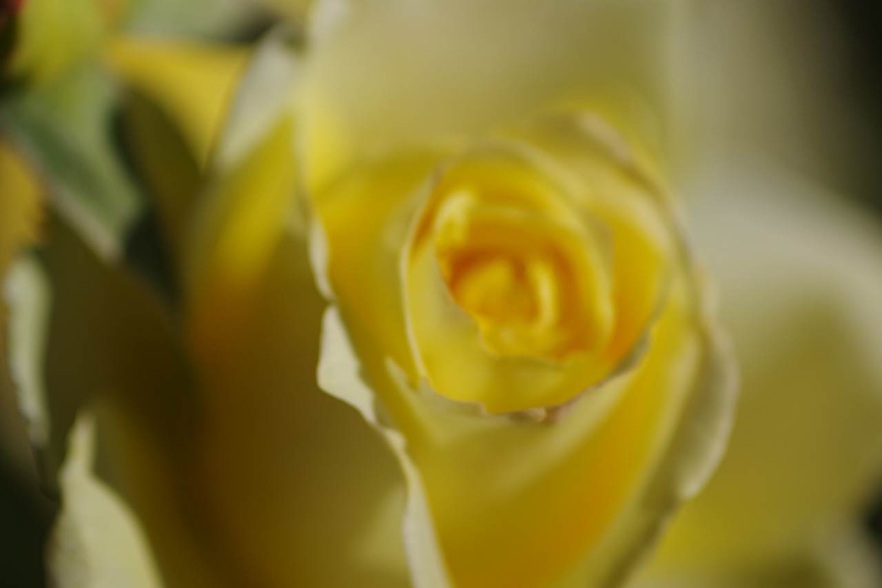 栃木県足利市のあしかがフラワーパークの花々