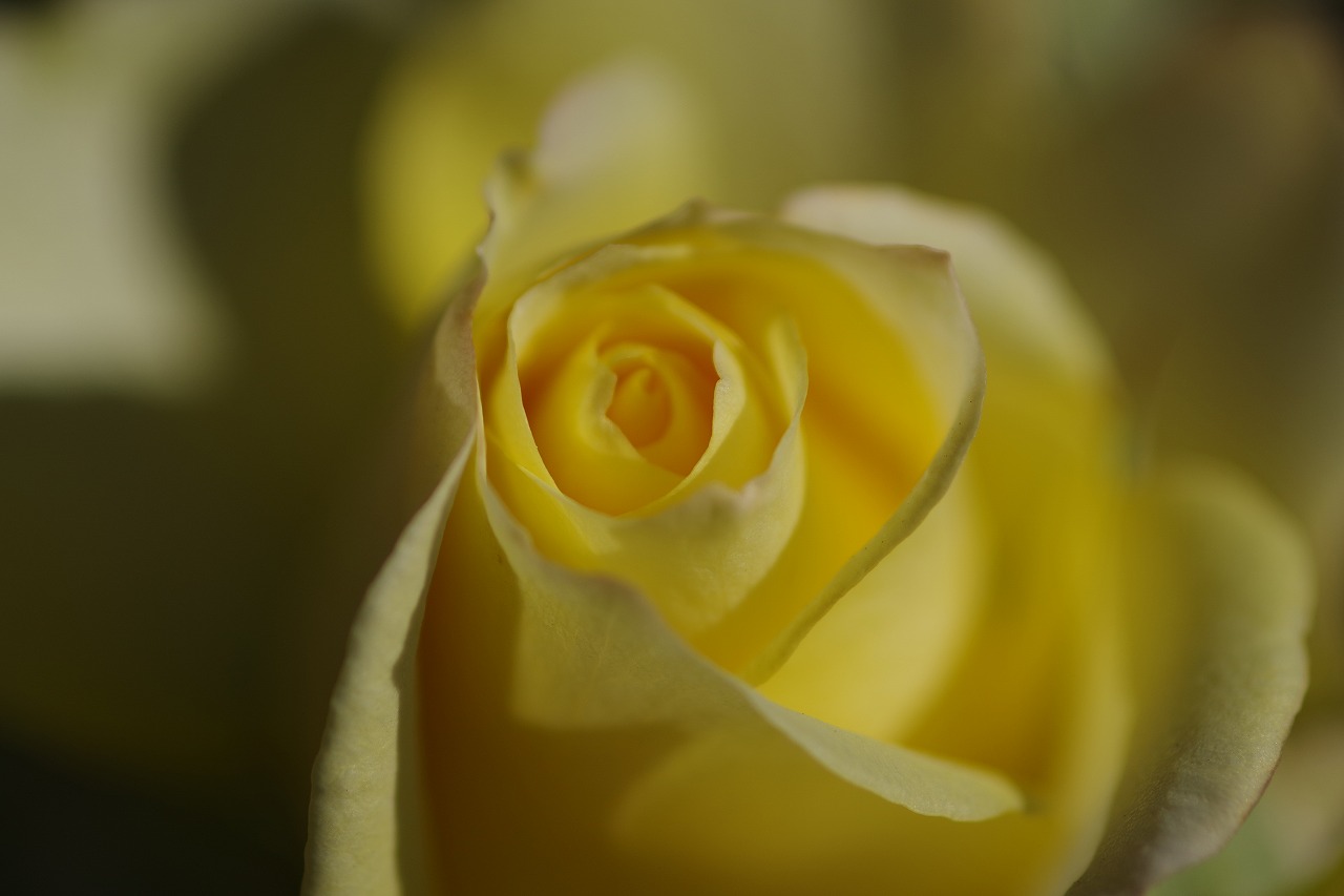 栃木県足利市のあしかがフラワーパークの花々