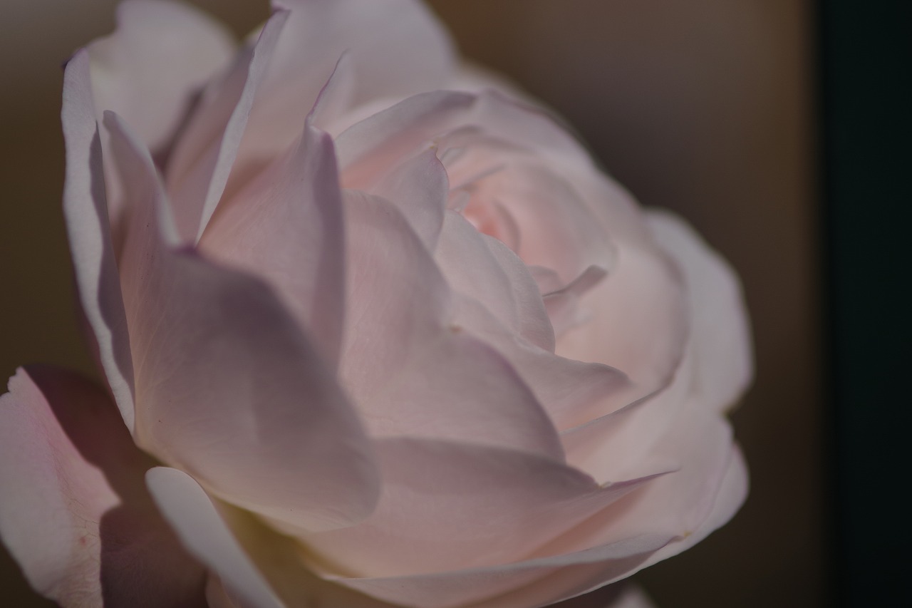 栃木県足利市のあしかがフラワーパークの花々