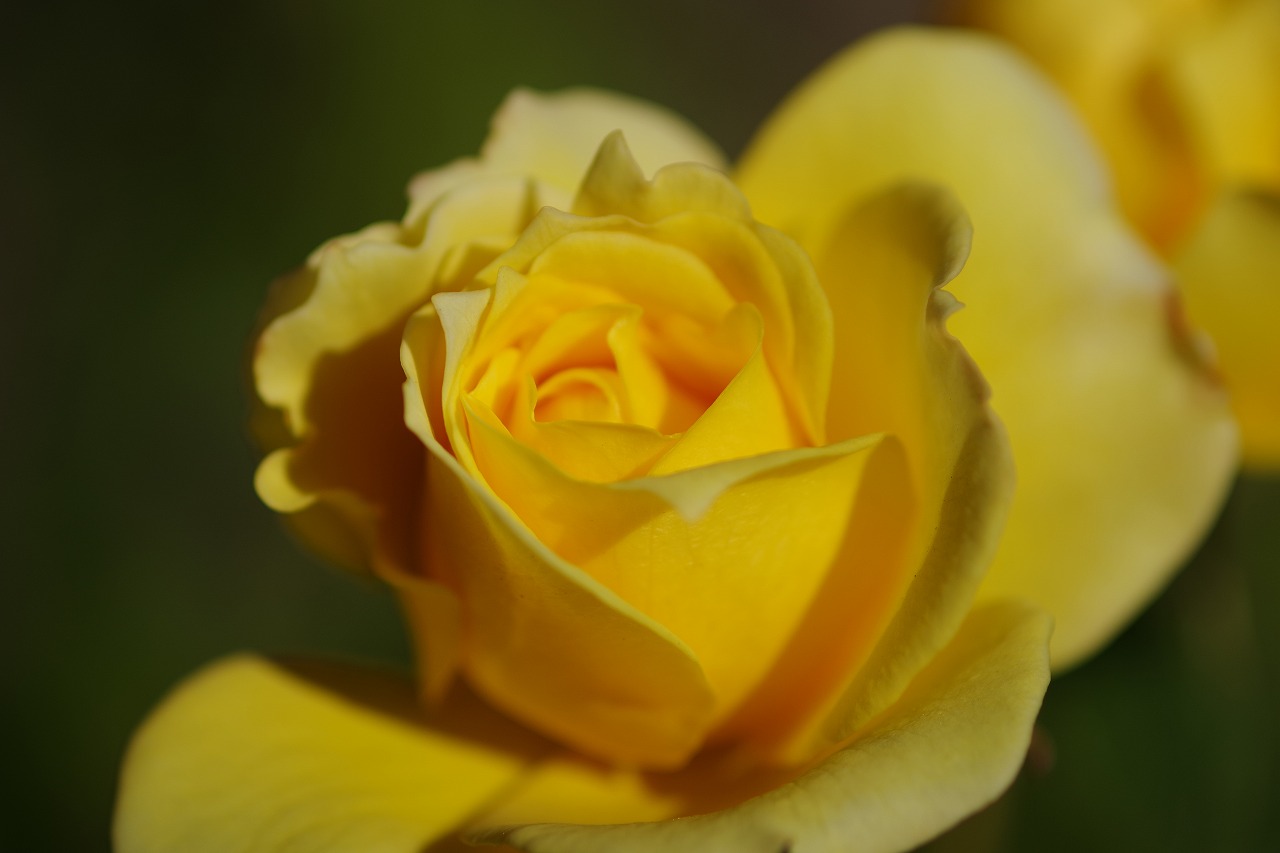 栃木県足利市のあしかがフラワーパークの花々
