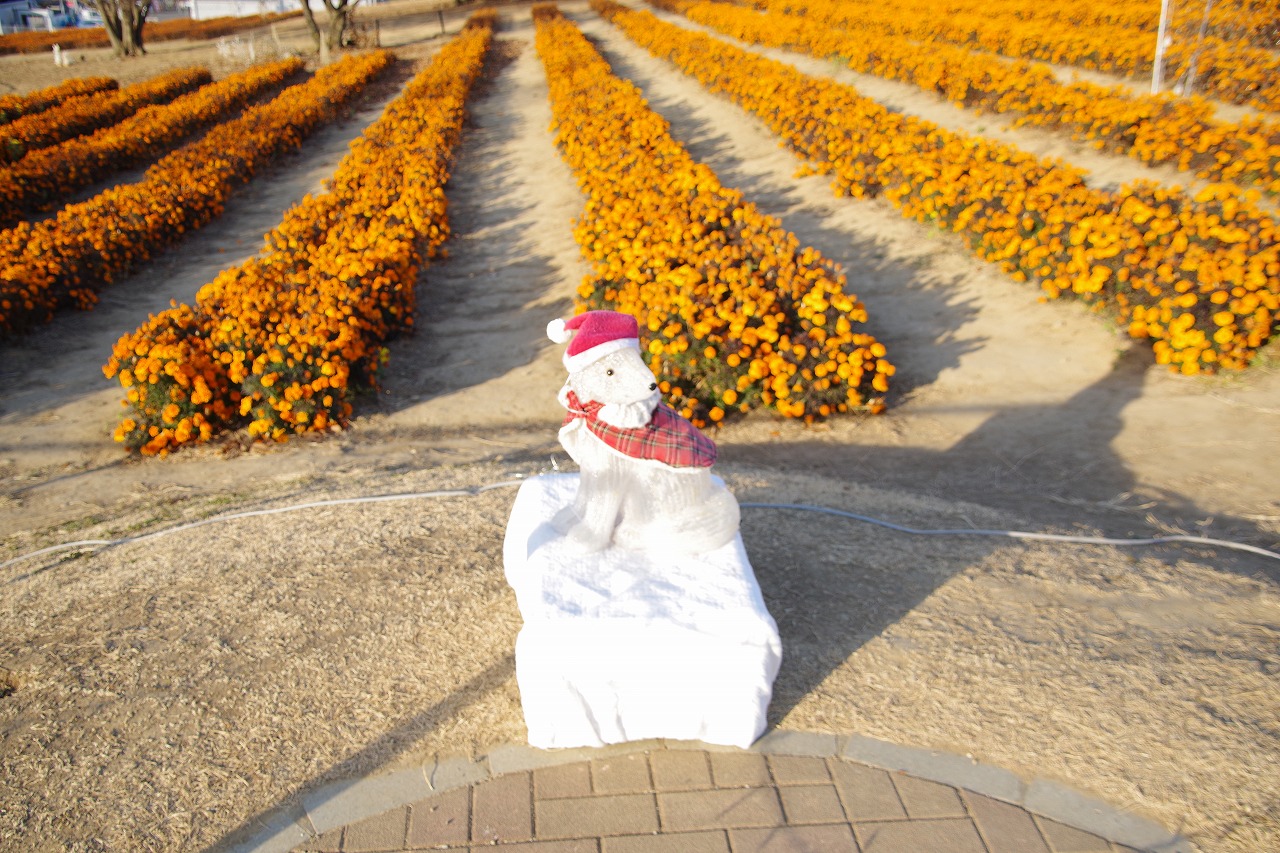 埼玉県本庄市のマリーゴールドの丘公園