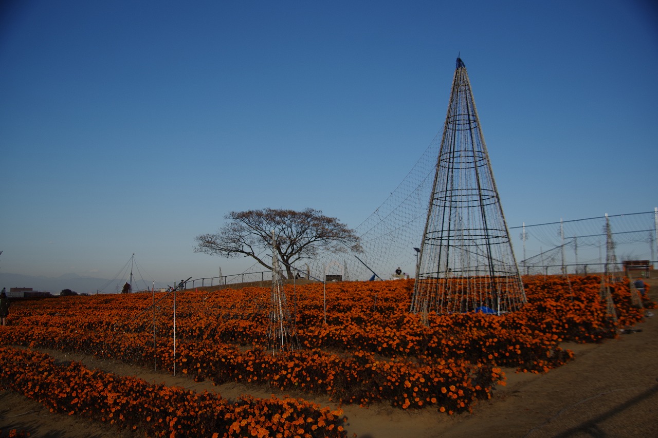 埼玉県本庄市のマリーゴールドの丘公園