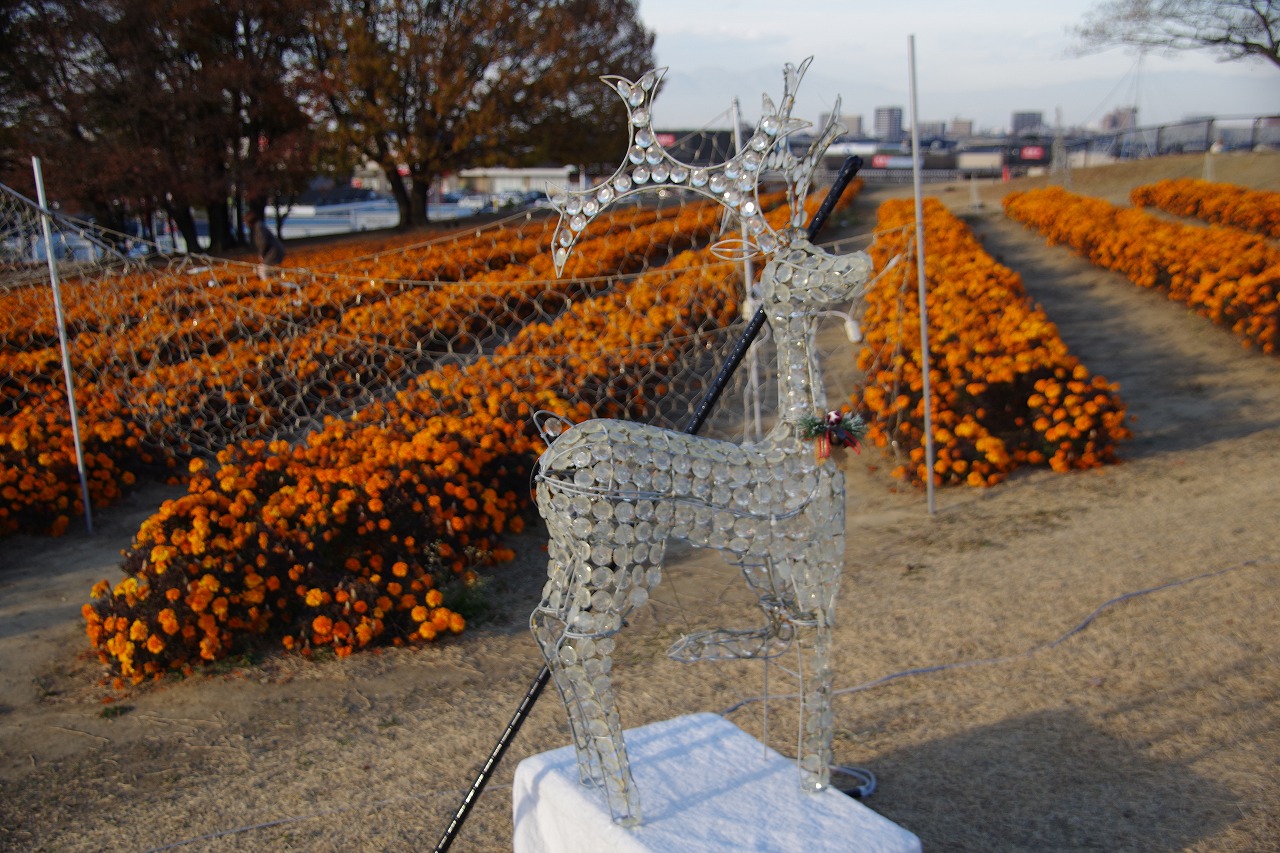 埼玉県本庄市のマリーゴールドの丘公園
