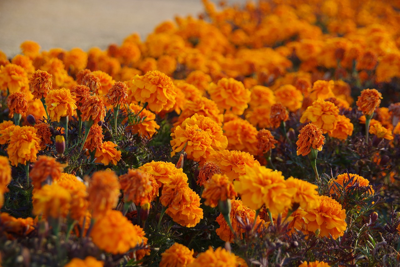 埼玉県本庄市のマリーゴールドの丘公園
