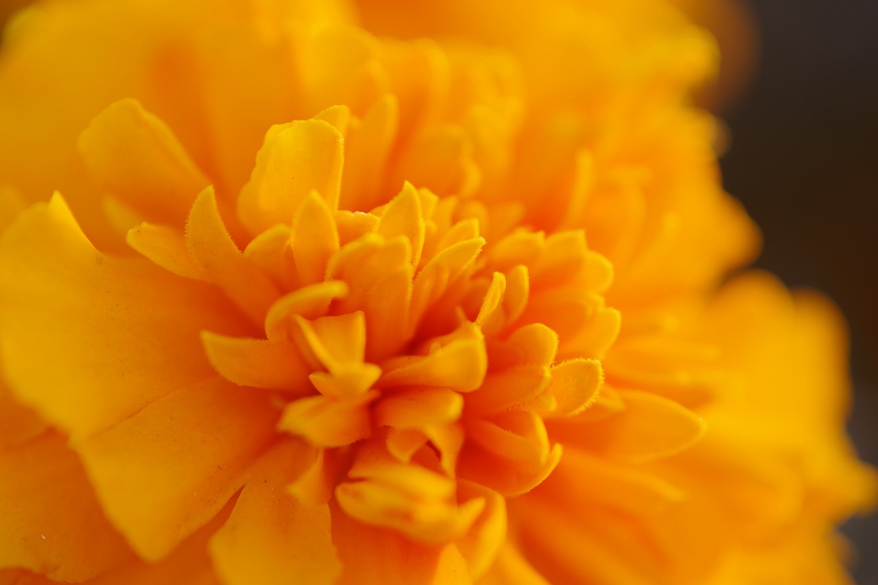 埼玉県本庄市のマリーゴールドの丘公園