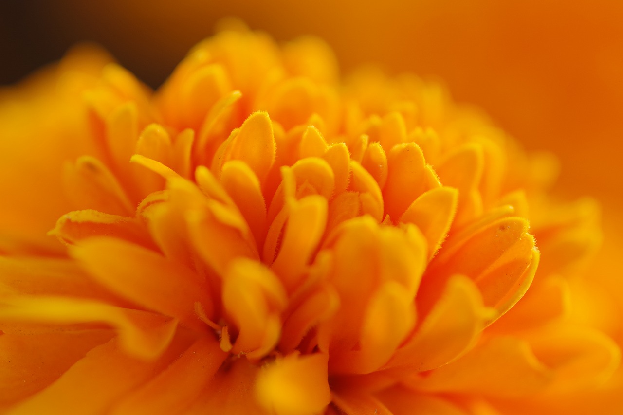 埼玉県本庄市のマリーゴールドの丘公園