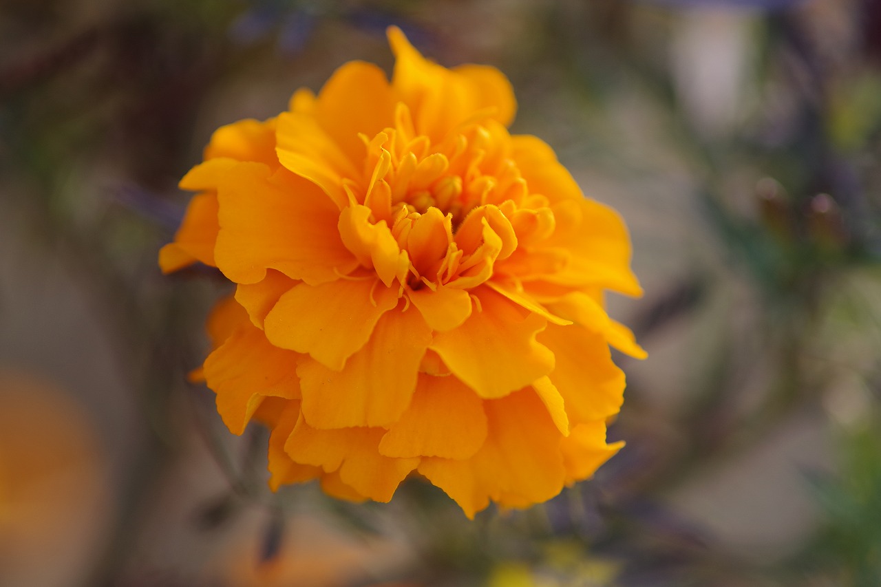 埼玉県本庄市のマリーゴールドの丘公園