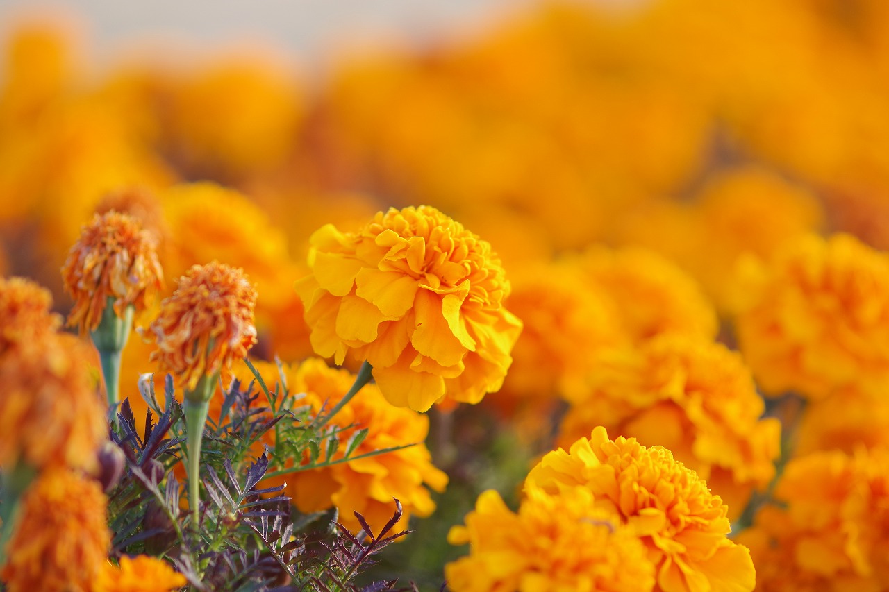 埼玉県本庄市のマリーゴールドの丘公園