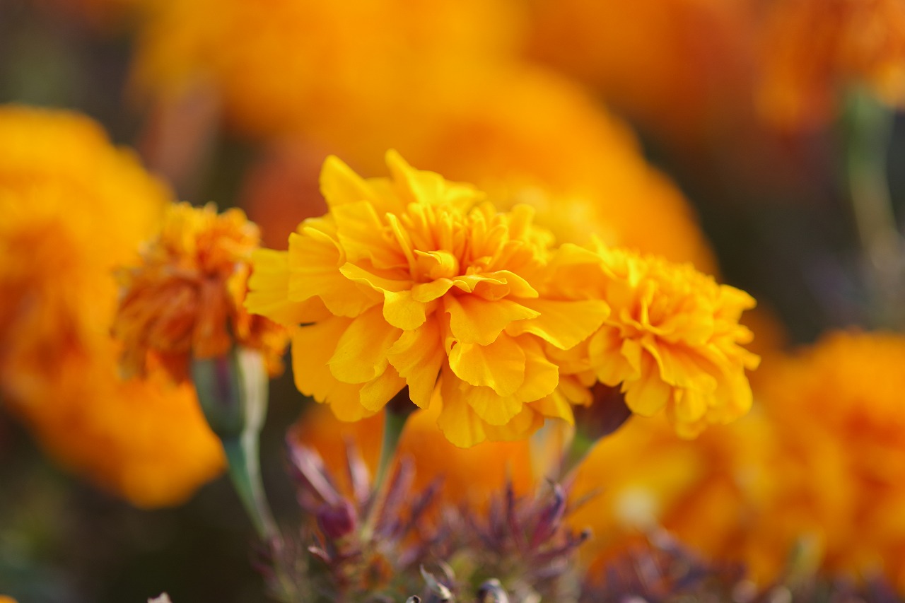埼玉県本庄市のマリーゴールドの丘公園
