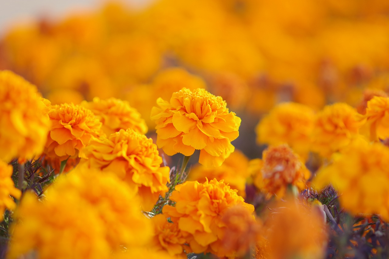 埼玉県本庄市のマリーゴールドの丘公園