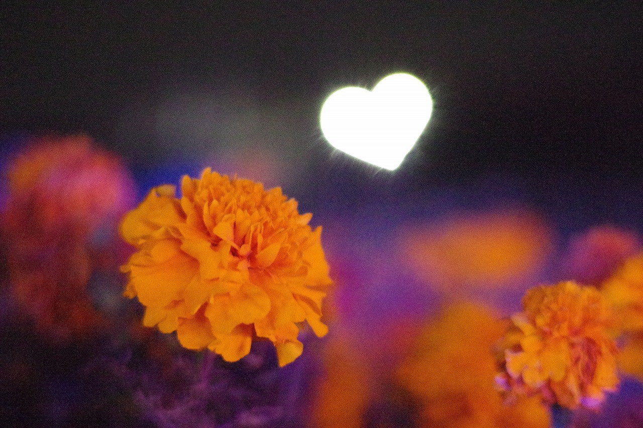 埼玉県本庄市のマリーゴールドの丘公園のイルミネーション