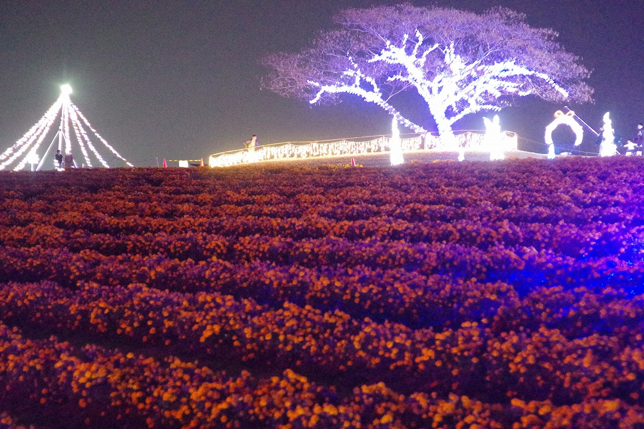 埼玉県本庄市のマリーゴールドの丘公園のイルミネーション