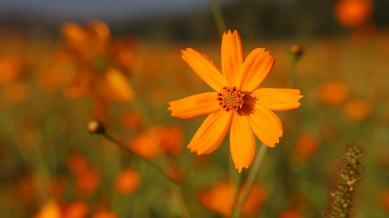 山梨県の山中湖のパノラマ台からの富士山と天の川