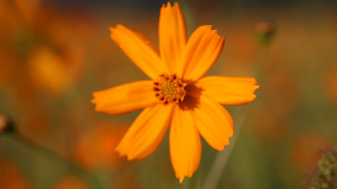 山梨県の山中湖のパノラマ台からの富士山と天の川