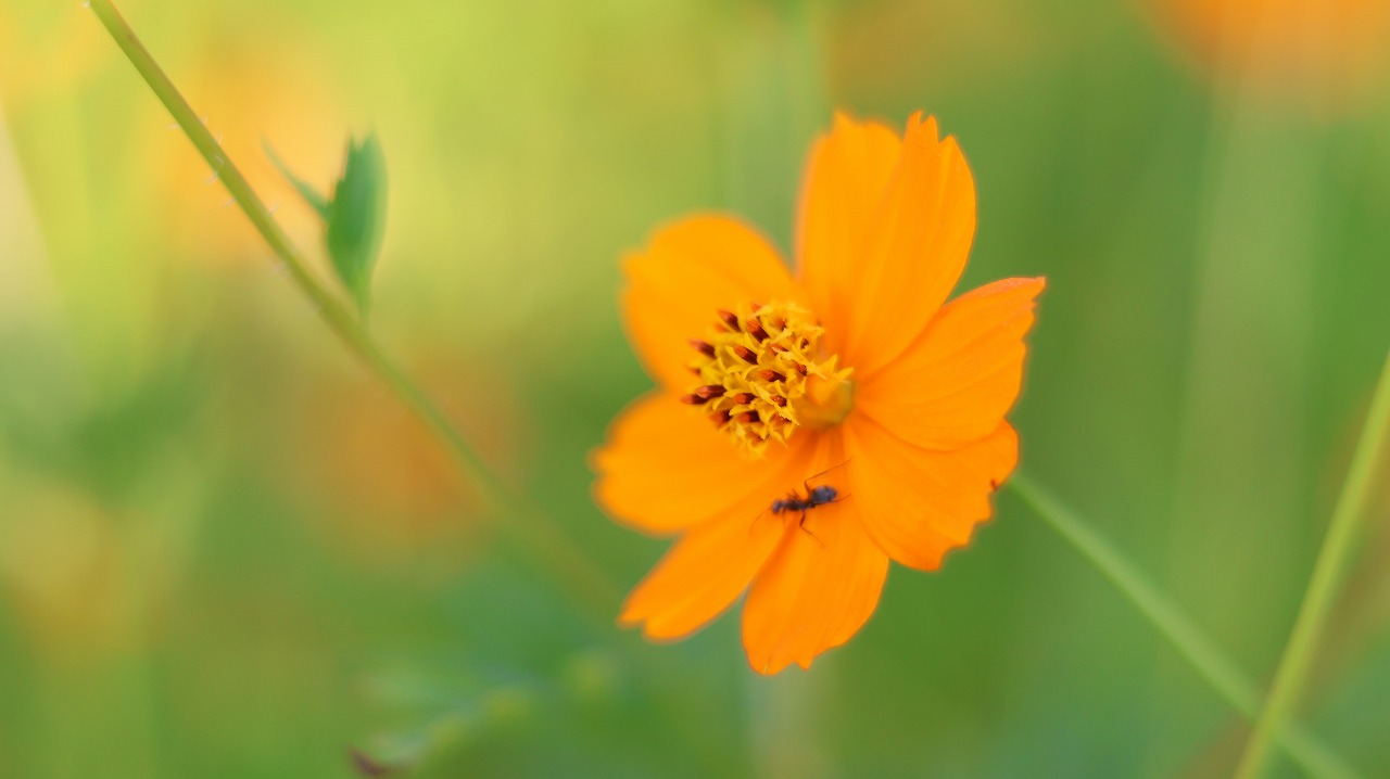 山梨県の山中湖のパノラマ台からの富士山と天の川
