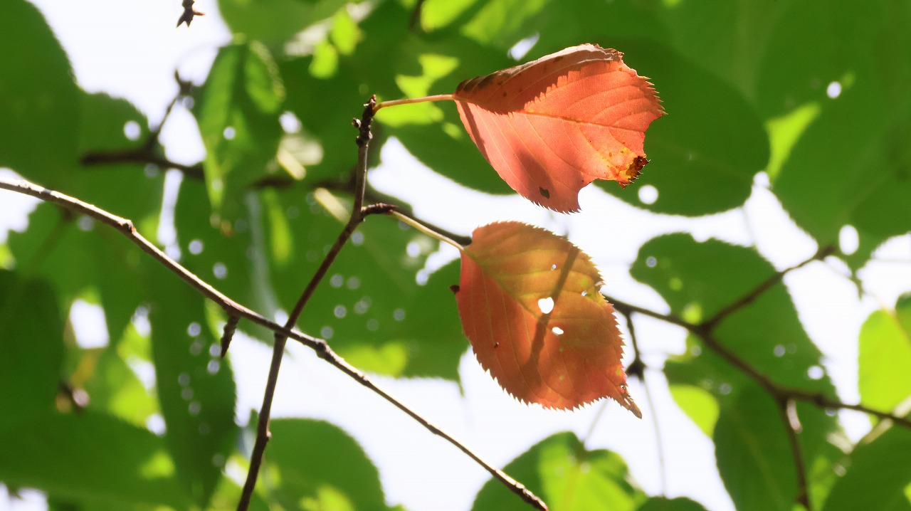 群馬県の榛名湖
