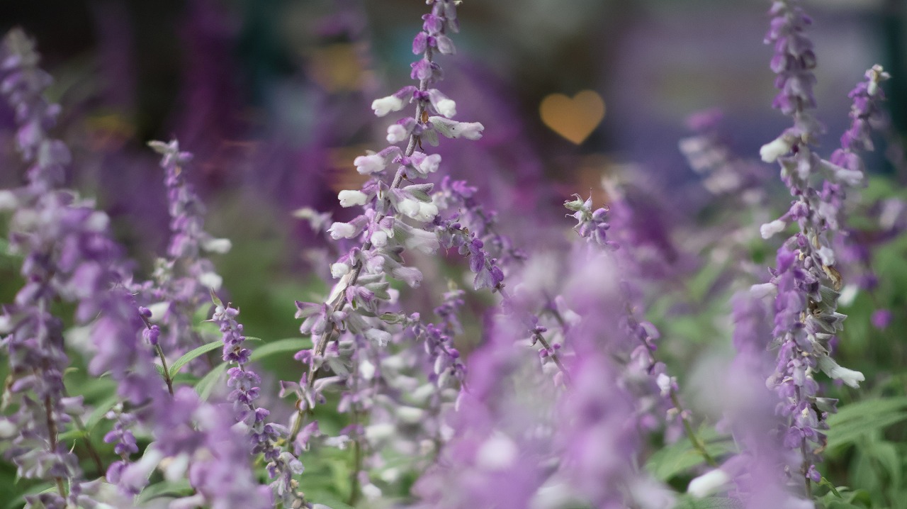 あしかがフラワーパークの花々