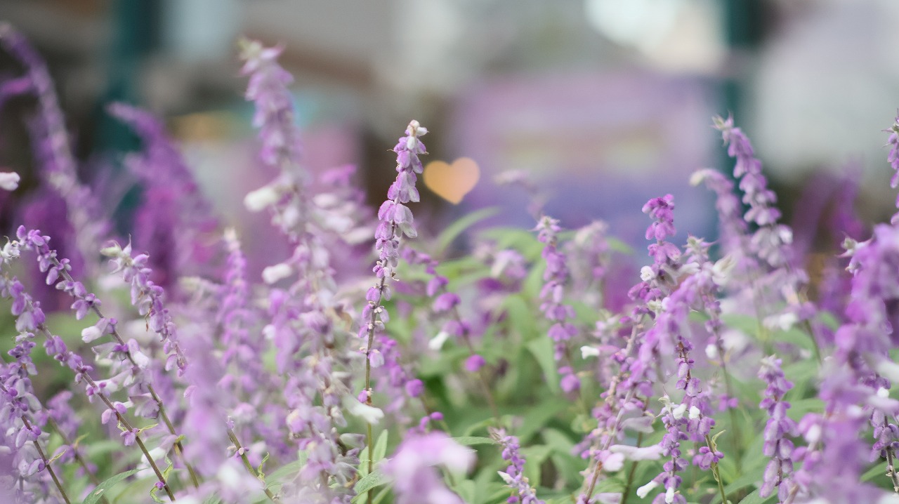 あしかがフラワーパークの花々