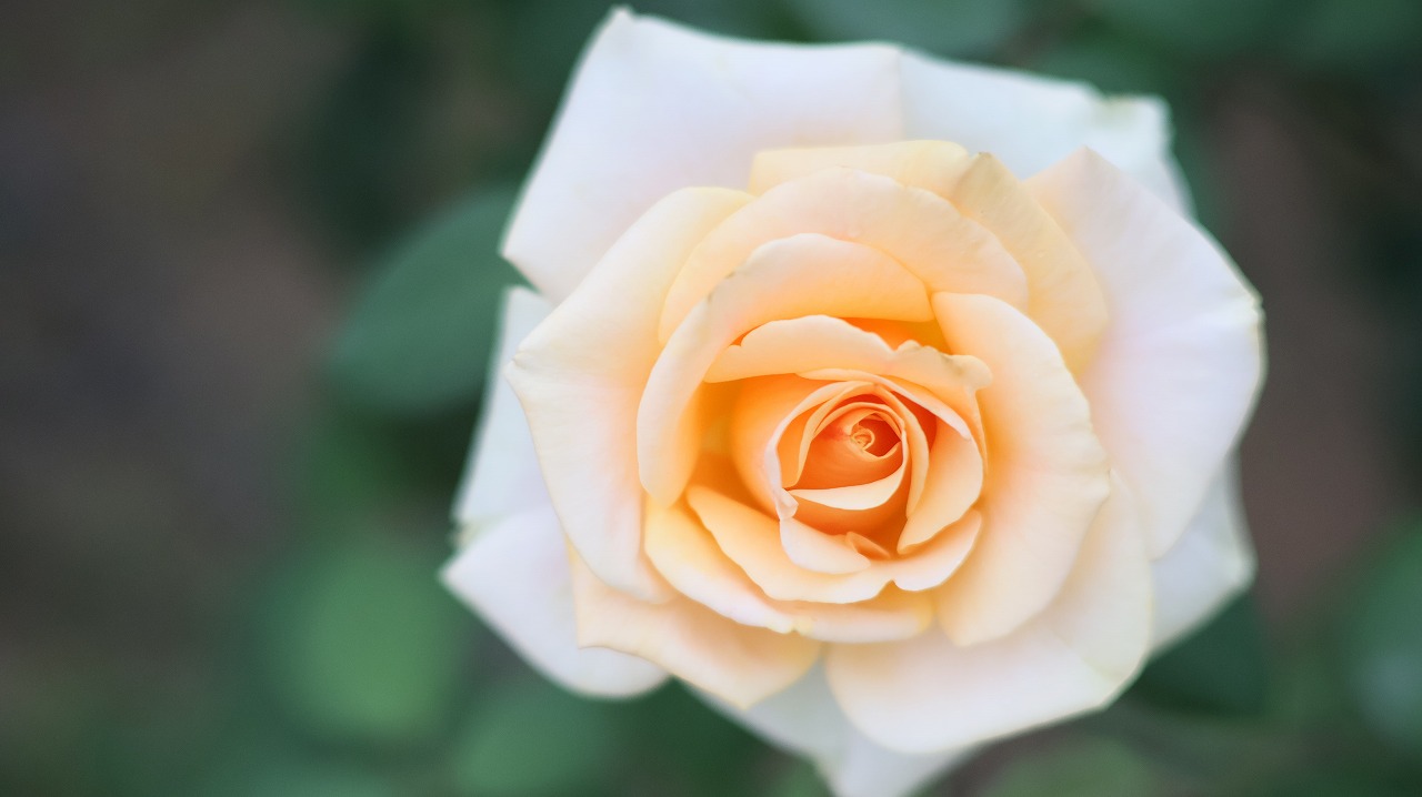 群馬県前橋市の敷島公園のバラ園