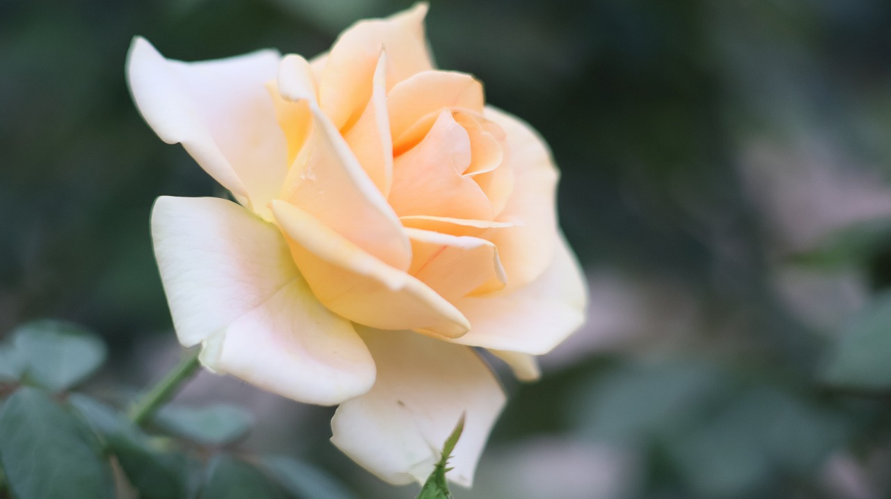 群馬県前橋市の敷島公園のバラ園