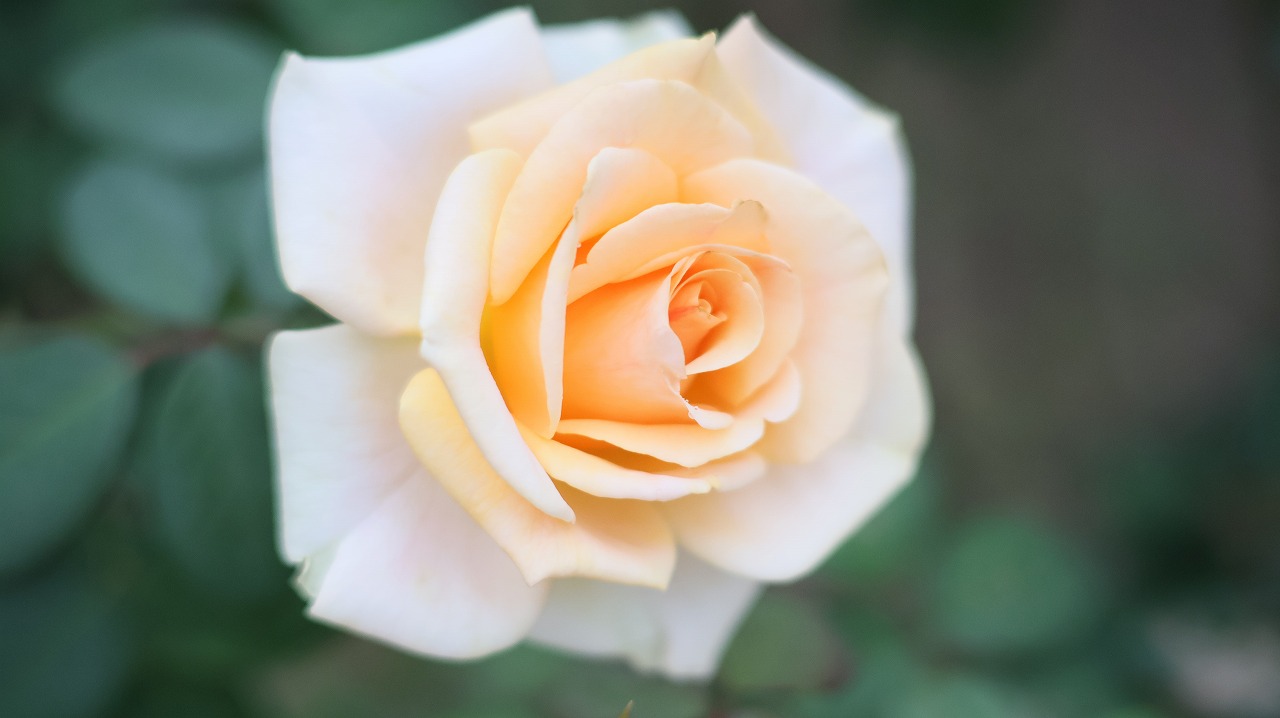 群馬県前橋市の敷島公園のバラ園