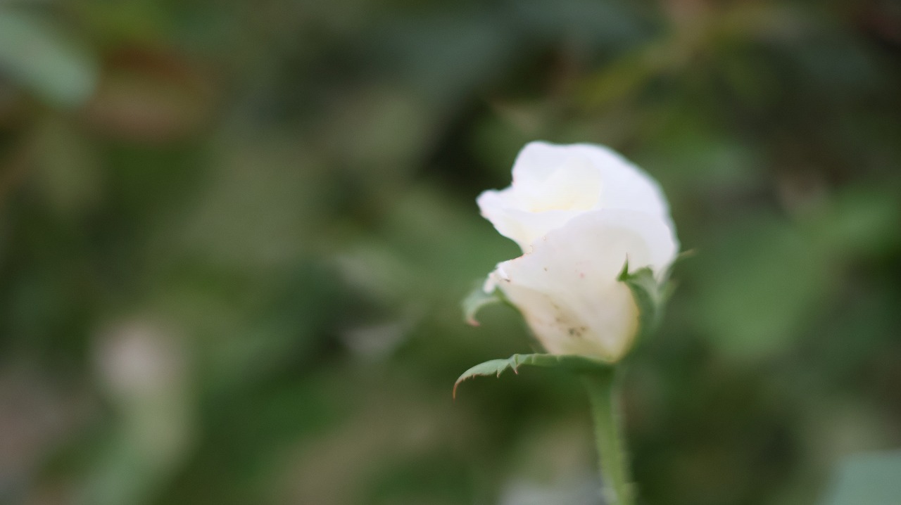 群馬県前橋市の敷島公園のバラ園